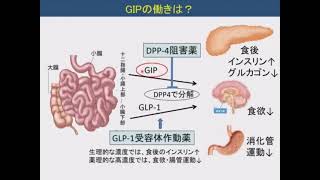 【糖尿病】消化管ホルモンのGIPって知ってる？GIPで人は太る？痩せる？