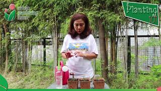 UGM planting 101:  Transplanting your Herb Cutting (Episode 9)