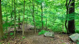 Hidden Nature in NYC: Forest Park Walkthrough