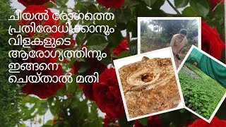 ചീയൽ രോഗത്തെ പ്രതിരോധിക്കാനും വിളകളുടെ ആരോഗ്യത്തിനും ഇങ്ങനെ ചെയ്താൽ മതി