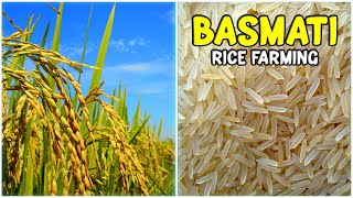 Basmati Rice Farming - Complete Cultivation Guide