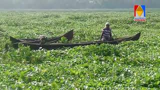 വേമ്പനാട്ട് കായലിൽ പോളശല്യം രൂക്ഷം.