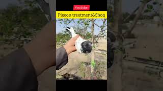 tedy #youtubeshort#pet#duet#pigeonshoq#kabutarbazi #pigeonloversihs#youtubevideos#shortfeed#youtube