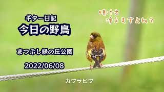 ギター日記　今日の野鳥　・　まつぶし緑の丘公園　2022年6月8日