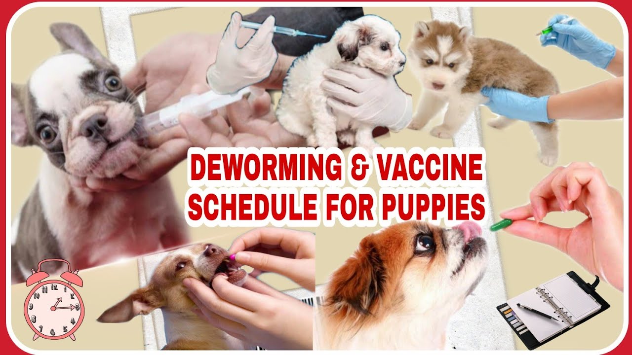 LIST OF DEWORMING & VACCINE SCHEDULE FOR PUPPIES - YouTube