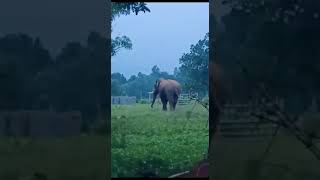 BHALU PATRA#elephant #nature #nationaldays #wildlife