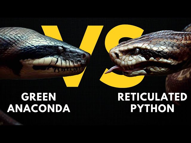 Reticulated Python Vs Anaconda