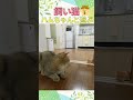 飼い猫がハムスターの玩具で遊ぶ！🐹