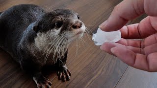 氷あげたら性格の違いが露骨に現れたカワウソたち