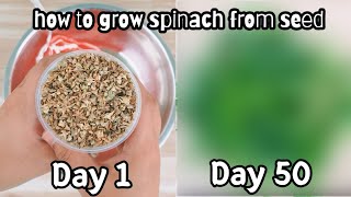 How to grow spinach from seed | 시금치 키우기 | Harvesting spinach