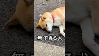 柴犬コロ どうした…😂 #柴犬コロ #怖い #衝撃 #おもしろ #爆笑 #funny #shibainu #dog