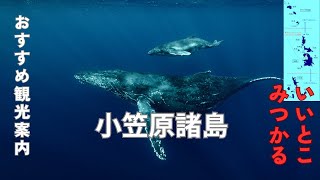 冬の小笠原諸島　お勧め観光スポット