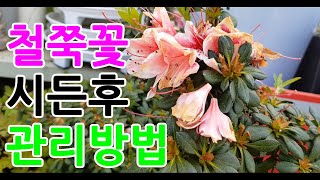 철쭉꽃 시든후 관리방법, 철쭉 꽃지고 관리하기 크래용파파