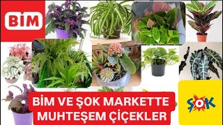 🎉BİM VE ŞOK Marketlerde Muhteşem Çiçekler, Uygun Fiyatlar😍