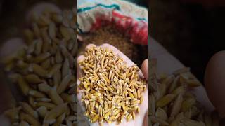 పొలం పనులు మొదలయ్యాఇ #viral #minivlog #farming #farmer