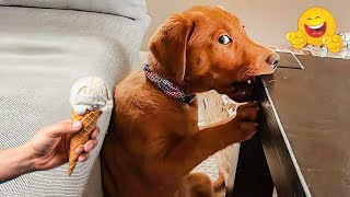 The FUNNIEST Pet Videos of the year! 🤣 | BEST Compilation