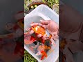 catch fancy ornamental fish in tiny ponds koi fish goldfish betta fish shrimp turtles glofish