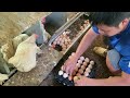 how to start a poultry egg business collecting chicken eggs u0026 raising chicks