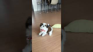 밥을주세옹~계속 먹꼬픈 몽이 똥꼬발랄  #puppy #강아지 #시츄 #강아지애교