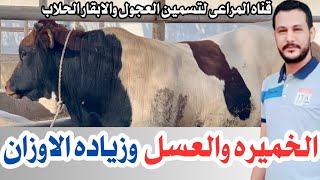 اسرار الخميره والعسل ؟ ورفع معدلات التحويل لعجول التسمين Appetizer for fattening calves