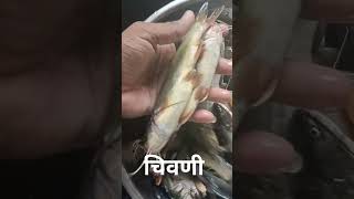 चिवणी //वलगण//catfish#चिवणी #वलगण #catfish #top #topviralvideo #topviral #reels #topreels #marathi