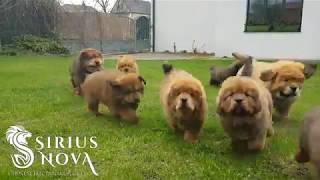 Happy tibetan mastiff puppies catching their master