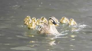 Mother Duck's FEARLESS Battle to Protect Her Baby!