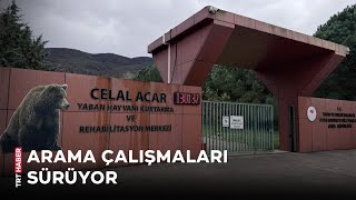 Bursa'da barınaktan ayı kaçtı