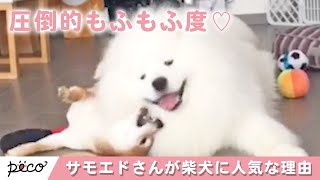 柴犬にモテモテなサモエドさん💗 その魅力はやっぱり…😍【PECO TV】