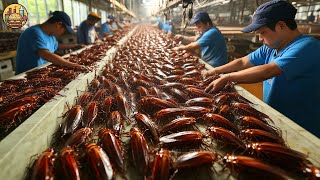 COCKROACH Farming - How Chinese Farmers Raise 6 Billion Cockroaches a Year