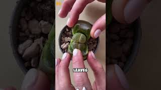 Fascinating Lithops Plant: The Living Stones