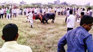 👈Akkalkot  🐂black bafelo  takkar  in baslgi road said