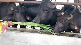 বাংলাদেশের একমাত্র মহিষ খামার খুলনা থেকে মোংলা রোডের পাশে। সম্পুর্ন ভিডিও দেখুন।