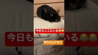 【癒し】クッションに鎮座する黒うさぎ【休憩中】#shorts #うさぎ #うさぎのいる暮らし