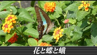 花と蝶と蛾 (Flowers, Butterflies, Moths) 7月