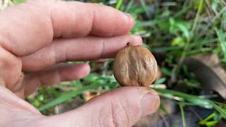 Harvesting Shagbark Hickory Nuts