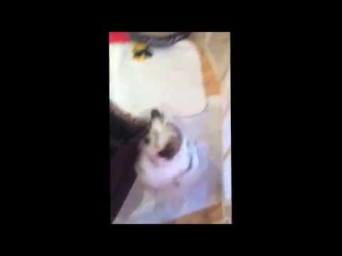 Lucy the Shih Tzu loves going bye bye Lucy the Shih Tzu loves going bye bye