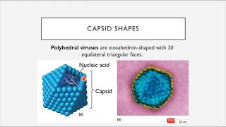 BIO 205 - Chapter 6 - Acellular Pathogens