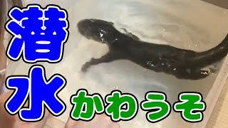 【カワウソ赤ちゃん】上手に泳げるようになりました☆【しゃもじ君 】Baby of the otter which became able to swim