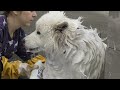 I didn't know my dog was WHITE!  Samoyed Dog