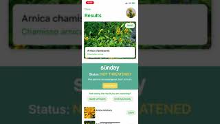 PlantSnap identifies an Arnica chamissonis plant