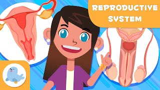 MALE AND FEMALE REPRODUCTIVE SYSTEM 👧👦 Science for Kids