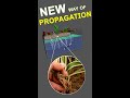 DON'T MISS 😮THIS VIDEO  NEW WAY of 🌿PROPAGATION🌿😱