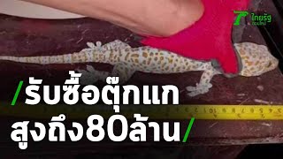 ฮือฮา! รับซื้อตุ๊กแกตามขนาด ราคาสูงถึง 80 ล้านบาท | 26-05-63 | ตะลอนข่าว