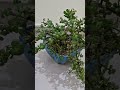 jade plant 🪴 fast growing hardy plant shorts