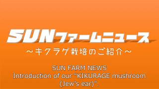 【営農型太陽光発電実験農園】千葉県市原市　SUNファーム市原ニュース　きくらげ栽培の紹介