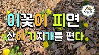 복수초 봄의전령 미나리아제비과 산림 임업 농업 약용식물 임업후계자 약초방송 경북농민사관학교 6차산업 임업경영체 임업직불금 산야초 귀농 귀산촌아카데미 산림청 한국임업진흥원 약초