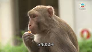 香港新聞｜無綫新聞｜05/04/24 要聞｜漁護署擬加強猴子永久絕育 提醒被猴子抓傷應即消毒傷口報警求助