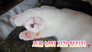 시골 고양이 삼 남매의 육묘 기록(무삭제, 무편집, 시간달리기용)Records of the three rural cats' graves