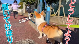 みんなに置いてけぼりにされ寂しさで震えてしまったコーギー子犬に姿に切な過ぎて涙が出そうでした